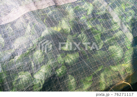 畑の野菜にかぶせられた寒冷紗の風景 畑の野菜にかぶせられた寒冷紗の風景 76271117