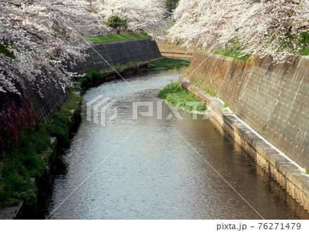 藤沢市湘南台の引地川親水公園の桜  76271479