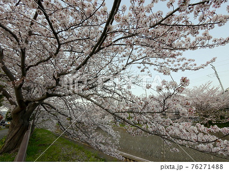 藤沢市湘南台の引地川親水公園の桜 藤沢市湘南台の引地川親水公園の桜 76271488