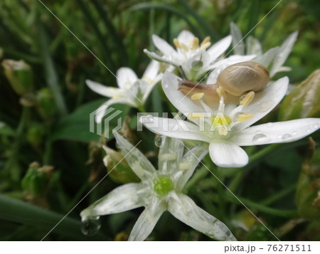 花とカタツムリ 花とカタツムリ 76271511