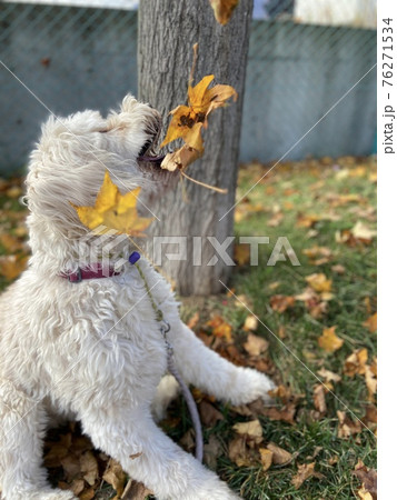 落ち葉と戯れるゴールデンドゥードル 76271534