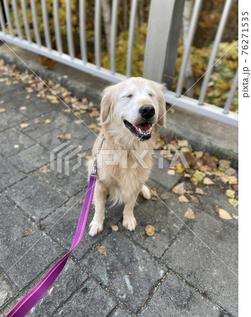 かわいく待つゴールデンレトリーバー 76271535