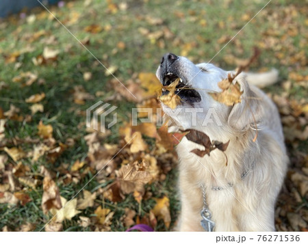 落ち葉に襲われるゴールデンレトリーバー 落ち葉に襲われるゴールデンレトリーバー 76271536