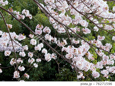 藤沢市湘南台の引地川親水公園の桜 藤沢市湘南台の引地川親水公園の桜 76271596