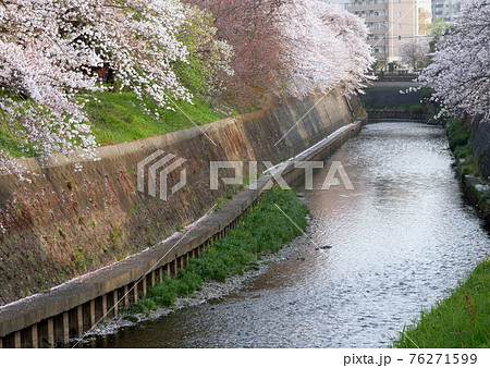 藤沢市湘南台の引地川親水公園の桜 藤沢市湘南台の引地川親水公園の桜 76271599