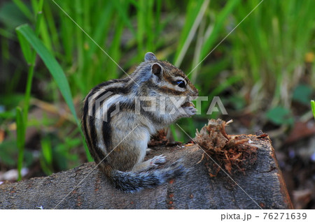 シマリスのおやつ 76271639