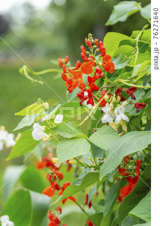 赤花豆、白花豆　札幌市 76271640