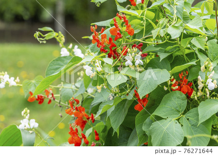 赤花豆、白花豆　札幌市 76271644