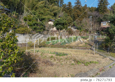 山陰の冬の家庭菜園　老後の趣味 76271793