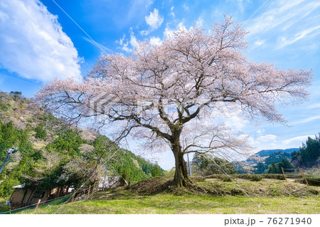 牛代の水目桜 76271940