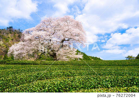 牛代の水目桜 牛代の水目桜 76272004