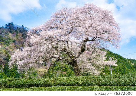 牛代の水目桜 牛代の水目桜 76272006