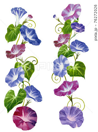 Morning Glory Hand Painted Watercolor Stock Illustration