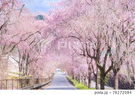 徳山のしだれ桜 徳山のしだれ桜 76272084