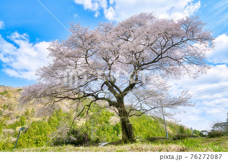 牛代の水目桜 76272087