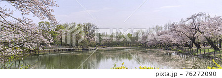 釣りや花見をする人がいる桜に囲まれた池(太田ヶ谷沼)/鶴ヶ島市運動公園(埼玉県鶴ヶ島市) 釣りや花見をする人がいる桜に囲まれた池(太田ヶ谷沼)/鶴ヶ島市運動公園(埼玉県鶴ヶ島市) 76272090