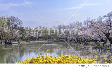 桜の花びらが浮いた池(太田ヶ谷沼)/鶴ヶ島市運動公園(埼玉県鶴ヶ島市) 桜の花びらが浮いた池(太田ヶ谷沼)/鶴ヶ島市運動公園(埼玉県鶴ヶ島市) 76272091