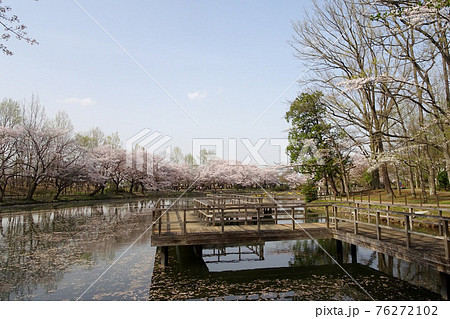 桜と木製デッキがある池(太田ヶ谷沼)/鶴ヶ島市運動公園(埼玉県鶴ヶ島市) 桜と木製デッキがある池(太田ヶ谷沼)/鶴ヶ島市運動公園(埼玉県鶴ヶ島市) 76272102