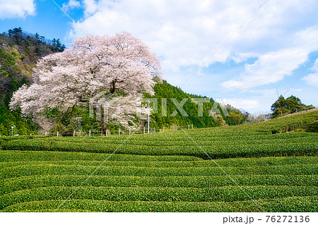 牛代の水目桜 牛代の水目桜 76272136