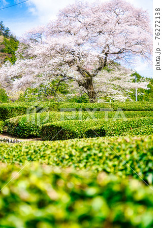 牛代の水目桜 牛代の水目桜 76272138