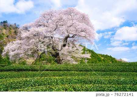 牛代の水目桜 76272141