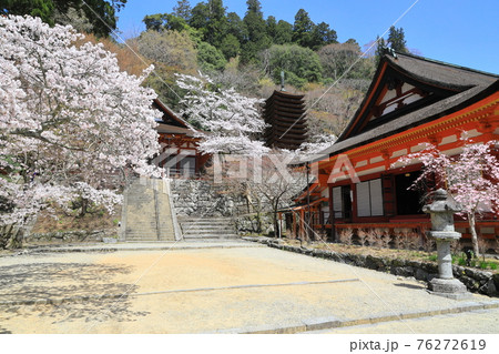 けまりの庭　談山神社の春 76272619