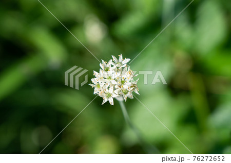 白いニラの花 8月 家庭菜園の写真素材