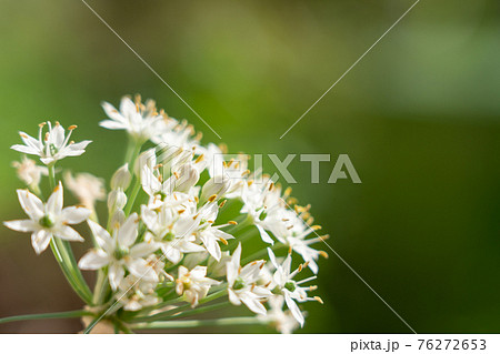 白いニラの花 8月 家庭菜園の写真素材