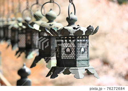 桜色をバックに並ぶ吊灯籠 76272684