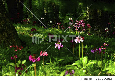 中禅寺湖千手ヶ浜に咲くクリンソウに緑映す流れ 76272868