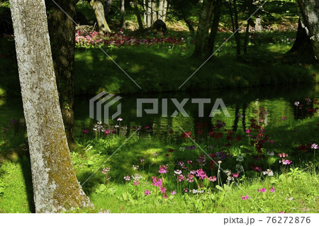中禅寺湖千手ヶ浜に咲くクリンソウに緑映す流れ 76272876