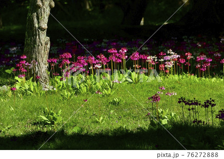 中禅寺湖千手ヶ浜に咲くクリンソウ 76272888