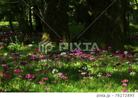 中禅寺湖千手ヶ浜に咲くクリンソウ 中禅寺湖千手ヶ浜に咲くクリンソウ 76272895