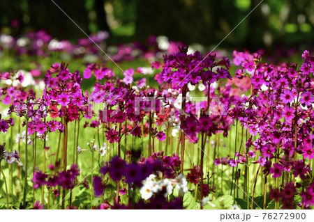 中禅寺湖千手ヶ浜に咲くクリンソウ 中禅寺湖千手ヶ浜に咲くクリンソウ 76272900