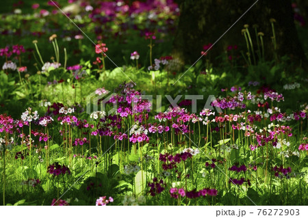 中禅寺湖千手ヶ浜に咲くクリンソウ 中禅寺湖千手ヶ浜に咲くクリンソウ 76272903