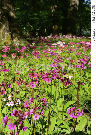 中禅寺湖千手ヶ浜に咲くクリンソウ 76272909