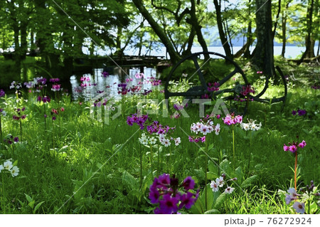 中禅寺湖千手ヶ浜に咲くクリンソウに中禅寺湖 76272924