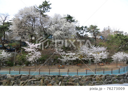 春 桜 道路 76273009