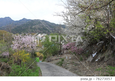 春 桜 道路 76273057