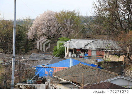 春 桜 道路 76273076