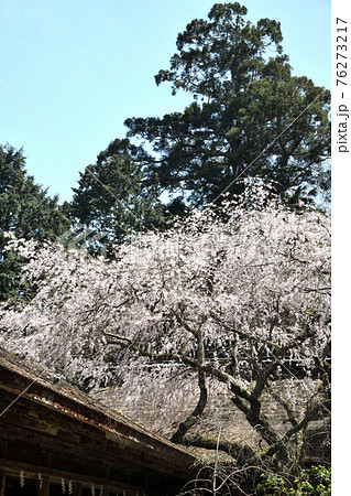 吉野水分神社拝殿と枝垂れ桜 吉野水分神社拝殿と枝垂れ桜 76273217