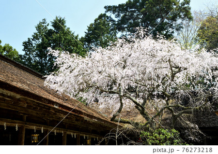 吉野水分神社拝殿と枝垂れ桜 吉野水分神社拝殿と枝垂れ桜 76273218