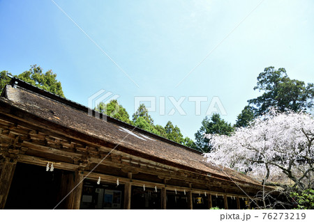 吉野水分神社拝殿と枝垂れ桜 吉野水分神社拝殿と枝垂れ桜 76273219