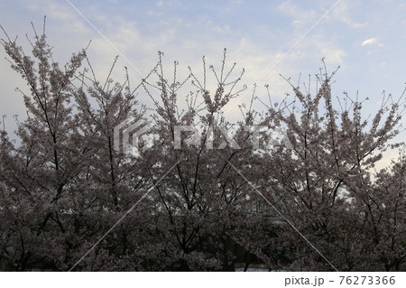 桜 春 万 76273366