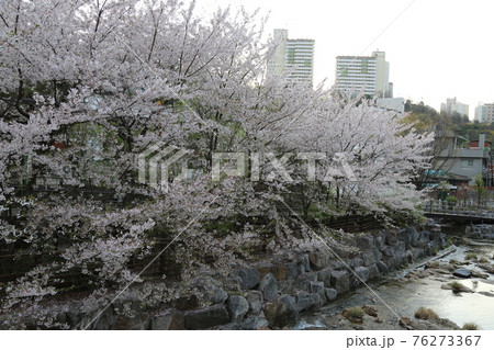 桜 春 万 76273367