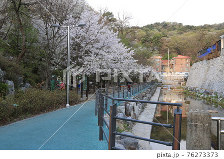 桜 春 万 76273373