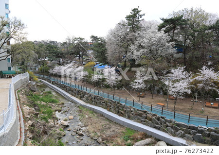 桜 春 万 76273422