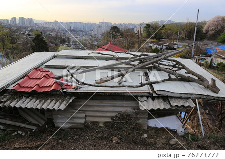 春 桜 花 76273772