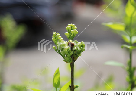 春 桜 花 76273848