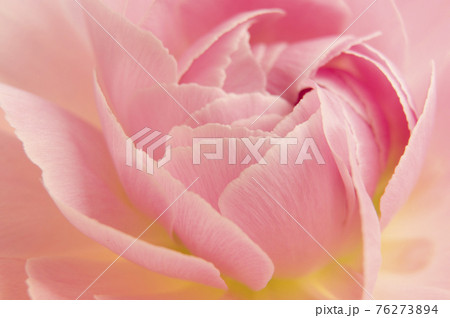 ピンク色のラナンキュラスの花のクローズアップ写真です の写真素材
